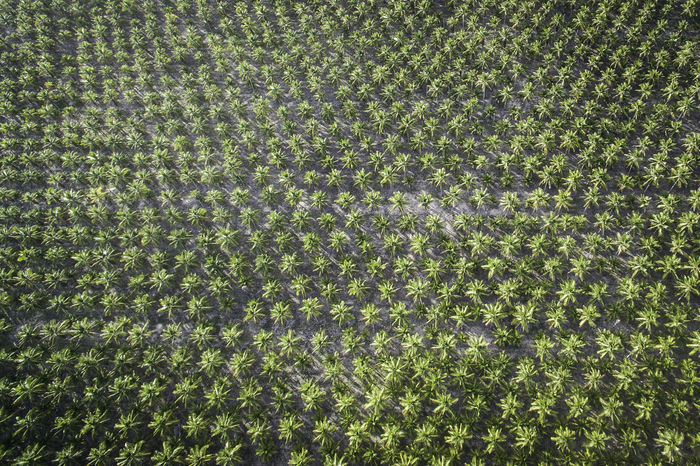 Coconut farm in brazil