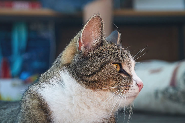 A white and gray tabby european shorthair cat in profile from the side