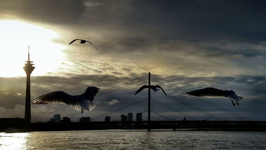 Seagulls flying over river against sky during sunset