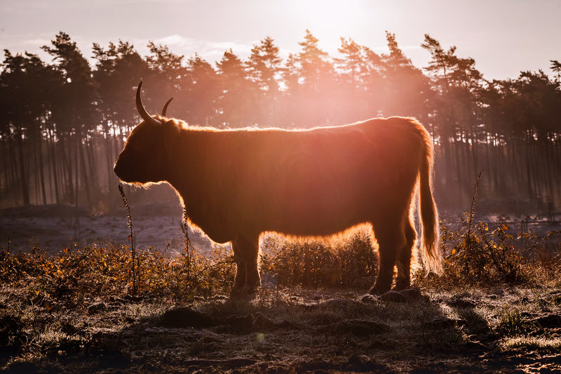 Horse standing in a field