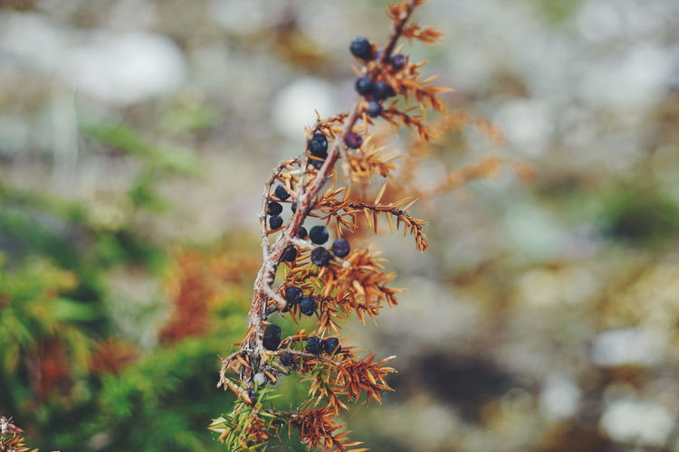 Close-up of berries on plant