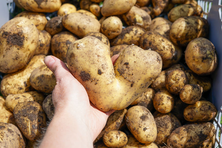 Fresh harvest on a farm -potatoes.
