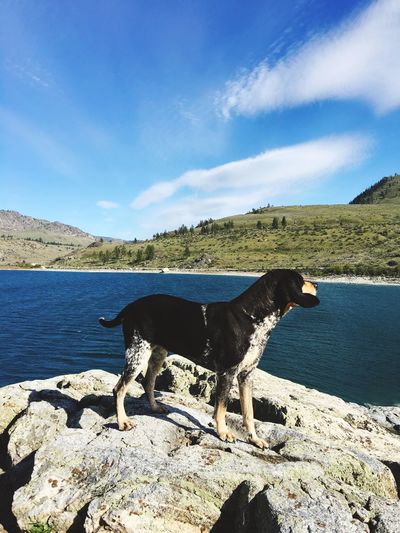 Dog standing on rock against river