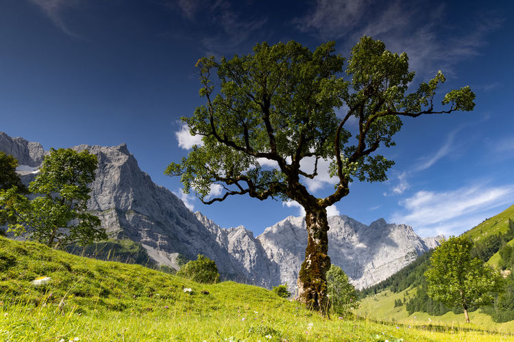 Tree by mountain against sky
