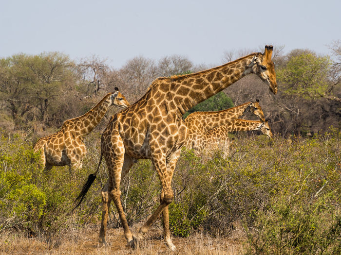 Side view of group of giraffe walking through african bush, kruger national park, south africa