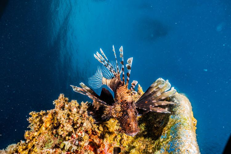 Close-up of lionfish swimming by coral in sea