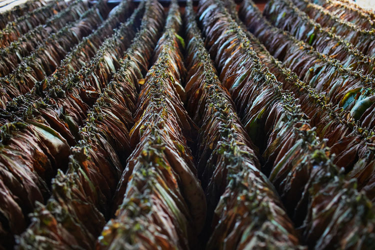 Full frame shot of tobacco leaves
