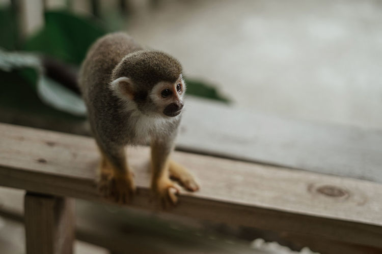 Monkey looking away while standing on railing