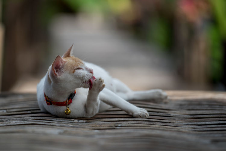 Cat licking her paw while lying outdoors