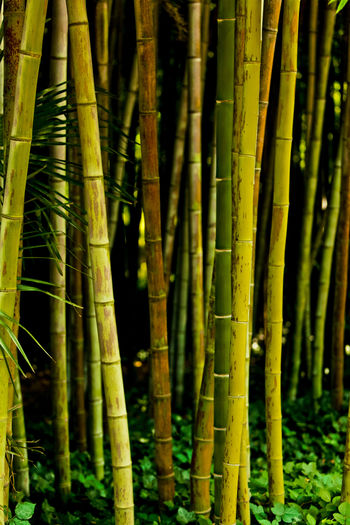 Close-up of bamboo trees in forest
