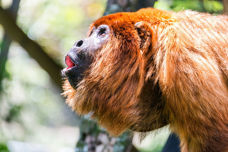 Close-up of red howler monkey with howling in forest