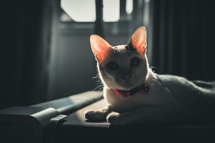 Close-up of a cat looking away