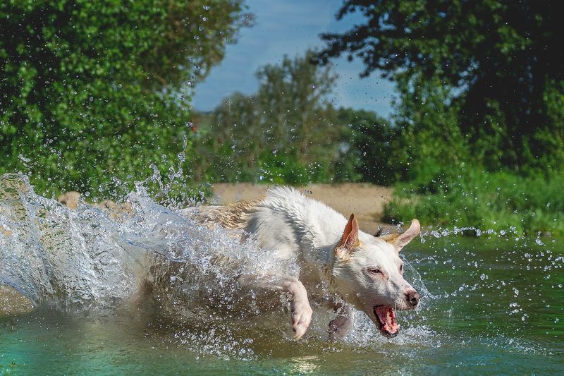 View of dog in water