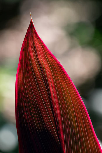 Detail of plant in forest or garden, beautiful texture of tree leaf, shallow depth of field