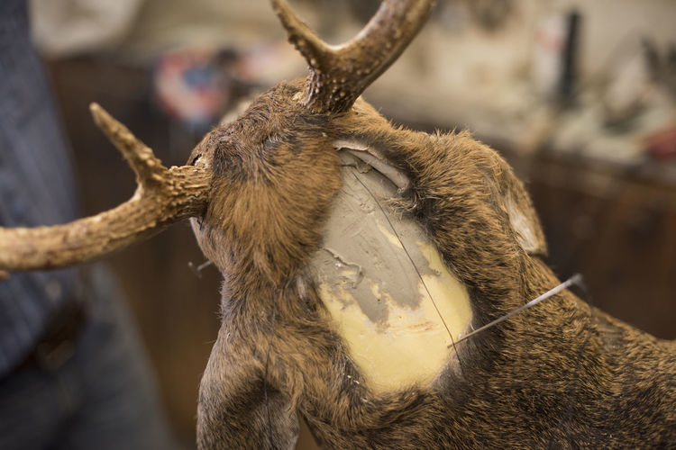 The bust of a deer mount in progress at a taxidermy shop.