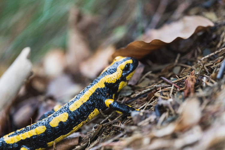 Close-up of a salamander on land