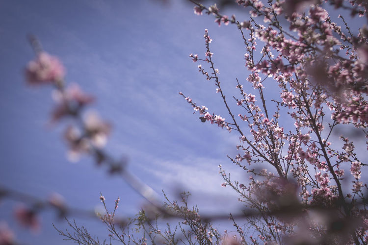 Low angle view of cherry blossom against sky flores de durazno