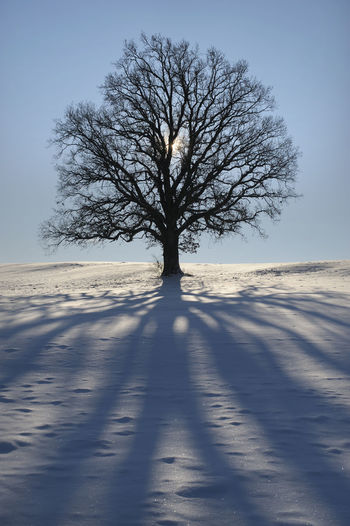 Perfect single beech tree in meadow at winter