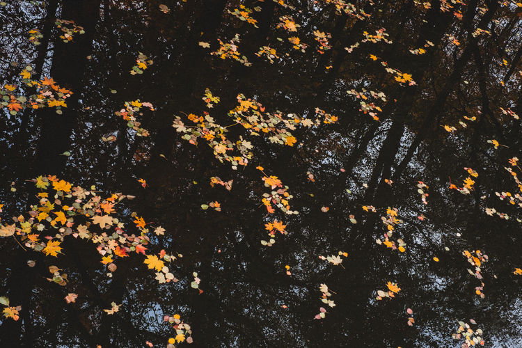 Close-up of leaves against sky at night