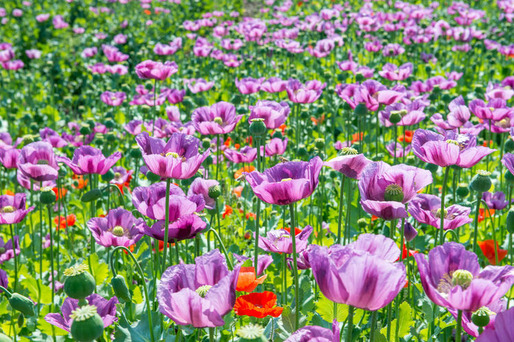 Close-up of pink flowers growing on field