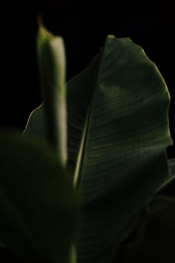 Close-up of plant leaves against black background