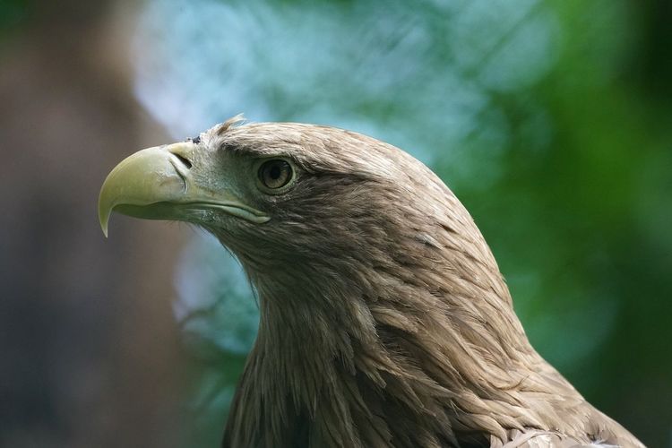 Close-up of eagle outdoors