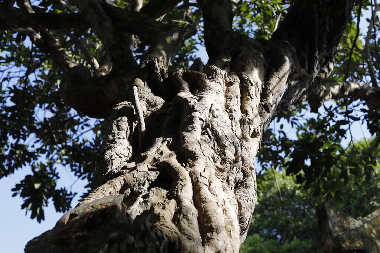 Low angle view of tree against sky