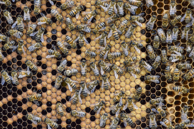 Full frame shot of bee on water