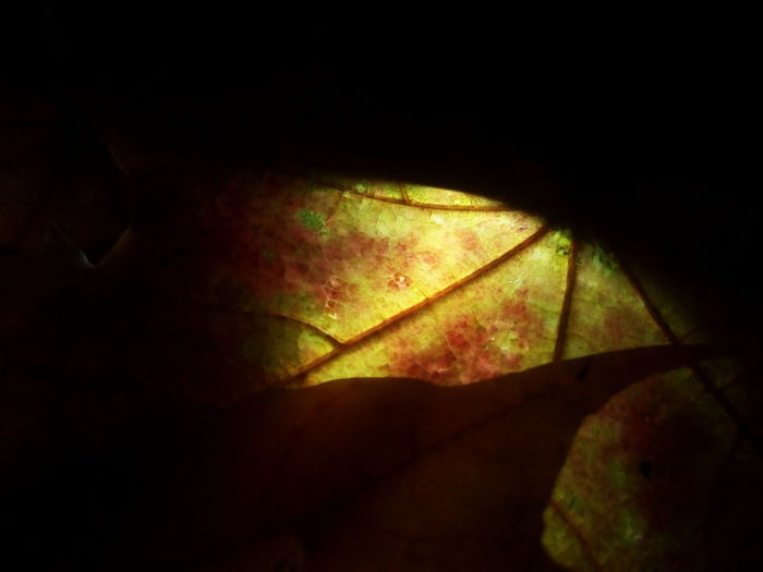 Close-up of autumn leaves against black background