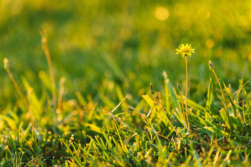 Close-up of yellow flowering plant on field