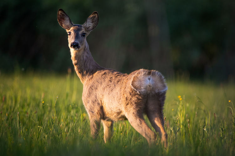 Roe deer standing on grassy field at sunset