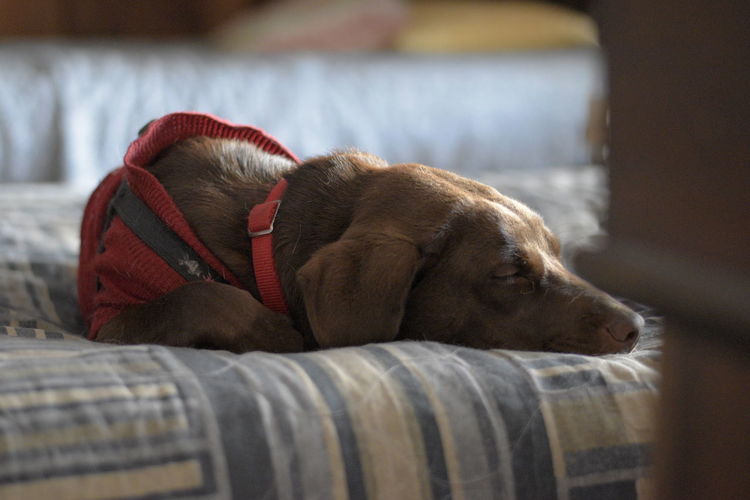 Chocolate labrador retriever pup sleeping on bed.