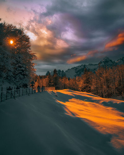 Snow covered trees against sky during sunset