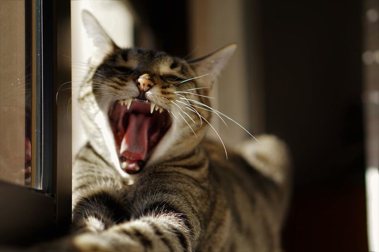 Close-up of tabby cat yawning on window sill at home