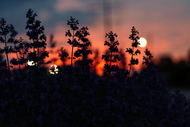 Scenic view of field against sky during sunset