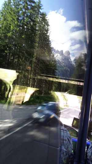 Road passing through a forest