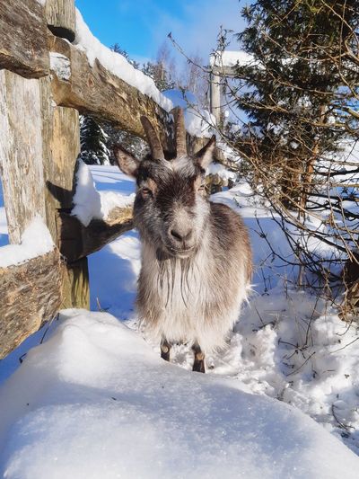 Front view of a goat on snow covered land