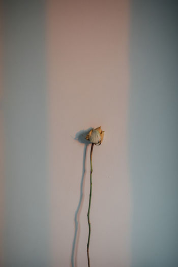 Close-up of wilted flower against wall