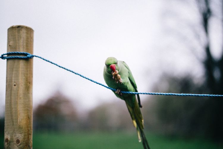 Parrot perching on rope