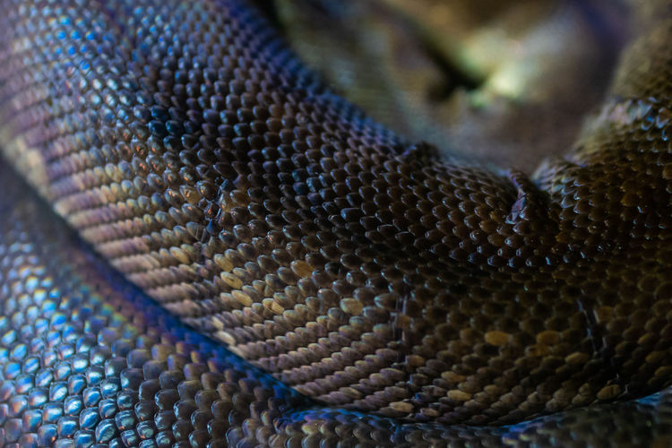 Full frame shot of a lizard