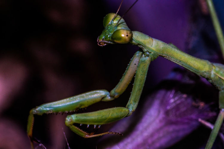 Macro shot of praying mantis
