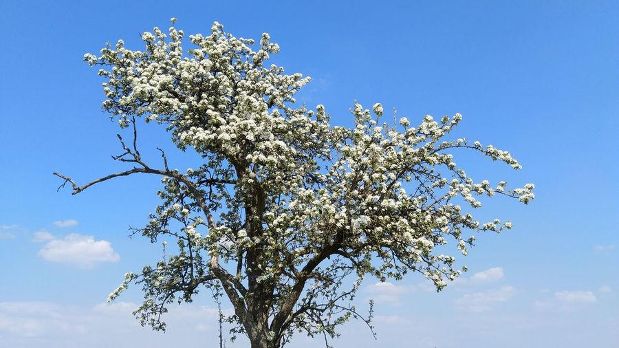 Low angle view of pear blossom tree against blue sky