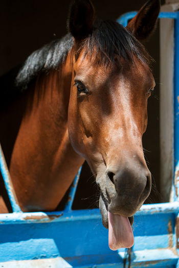 A close-up photo of a horse showing the tongue