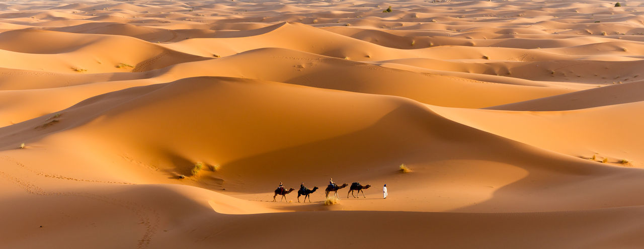 Scenic view of camels in desert