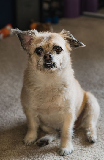 Photo of chihuahua pug mix after shower