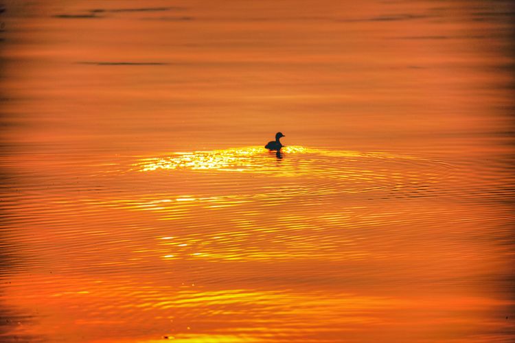 Silhouette man on sea against orange sky
