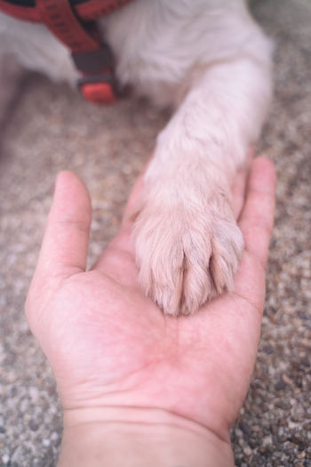 High angle view of person hand with dog