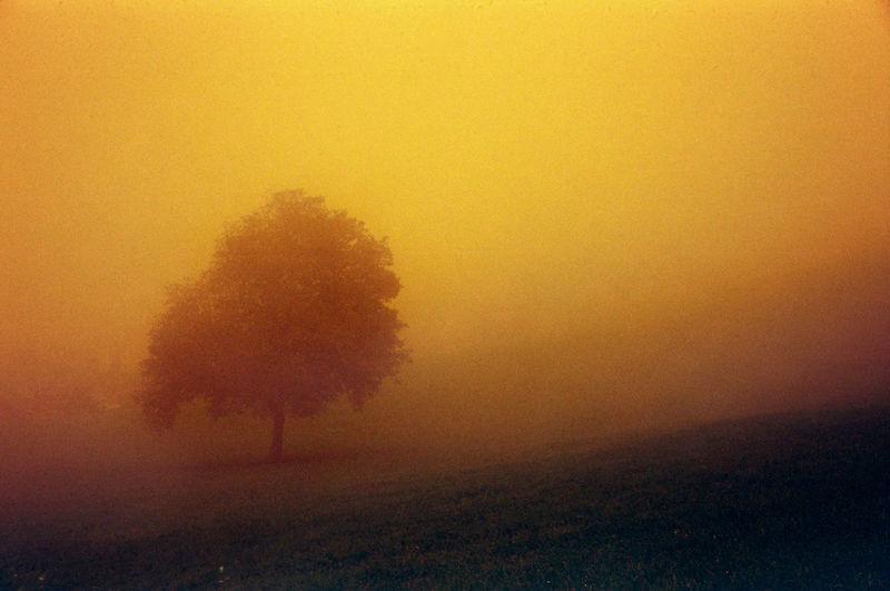 Shadow of tree on field against orange sky