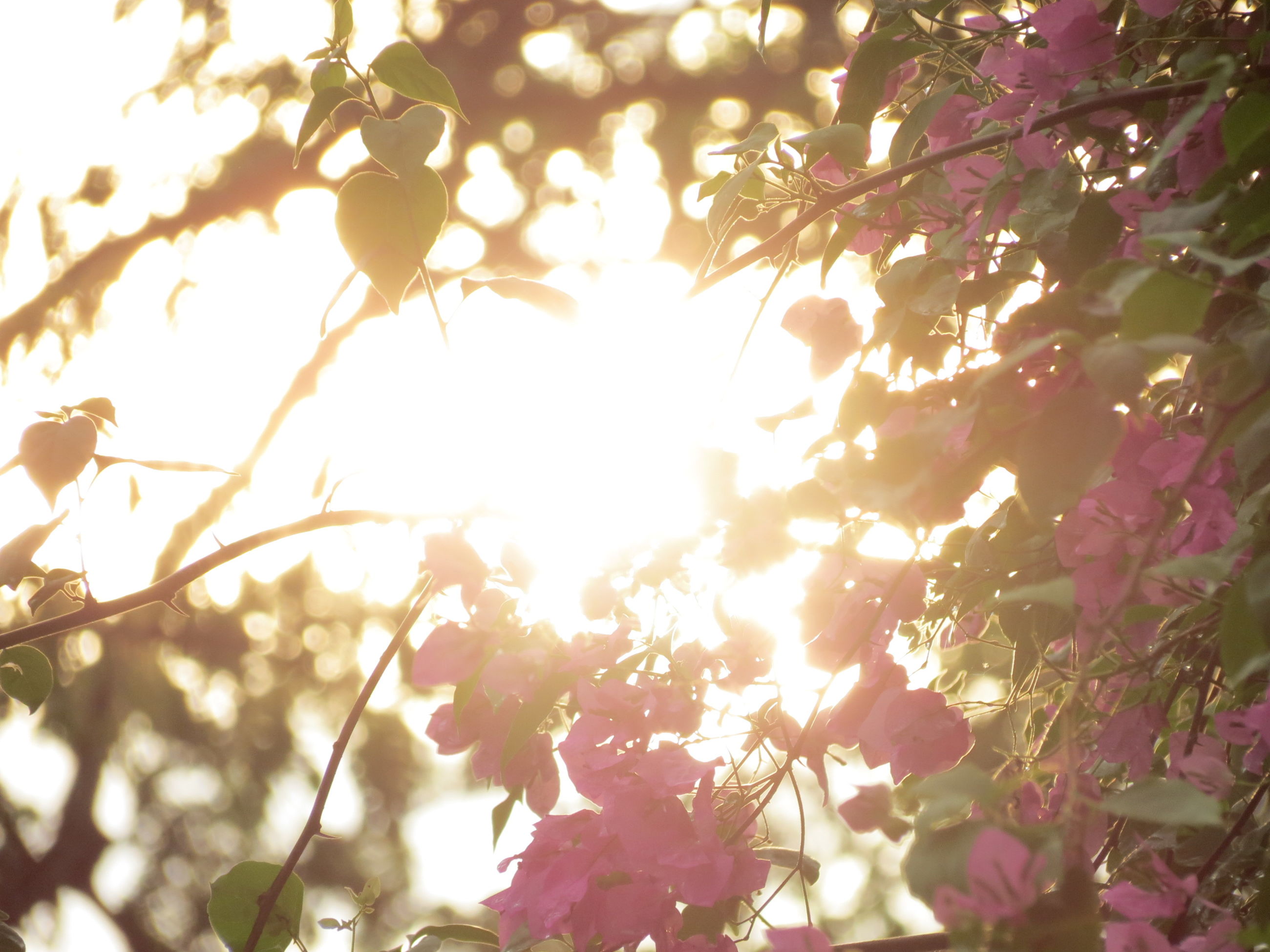 tree, branch, low angle view, growth, nature, beauty in nature, leaf, sun, sunlight, focus on foreground, close-up, freshness, lens flare, sunbeam, flower, outdoors, tranquility, day, fragility, twig
