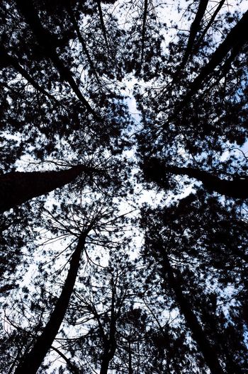 Low angle view of trees